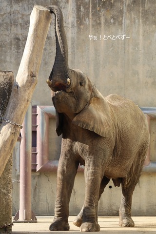 とべ動物園アフリカゾウ：砥愛ちゃん（メス、７歳）