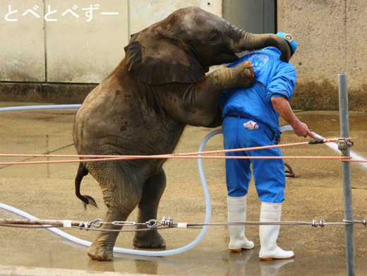 アフリカゾウの飼育員・椎名さんと砥愛ちゃん