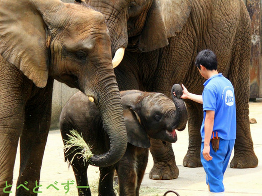 とべ動物園アフリカゾウの親子：リカ（母）、媛（姉）、砥愛（妹）