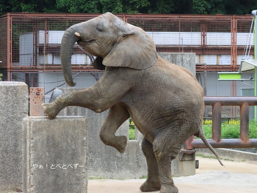 とべ動物園アフリカゾウ：砥愛ちゃん（メス、１１歳）