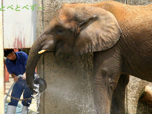 愛媛県とべ動物園のアフリカゾウのブログ：やぁ！とべとべずー