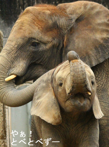 10/25(日)は、とべ動物園の日。イベントもあるんよ~