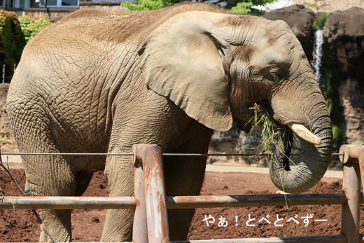 多摩動物公園アフリカゾウのブログ:やぁ!とべとべずー