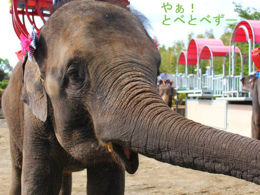 日本で初めて自然保育で育ったアジアゾウの「ゆめ花」