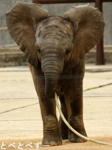とべ動物園アフリカゾウのブログ：やぁ！とべとべずー