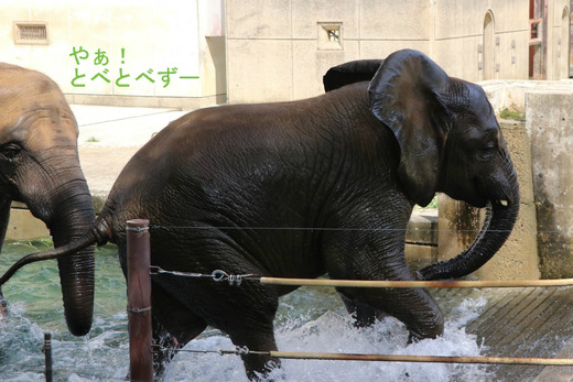 とべ動物園アフリカゾウ:砥愛ちゃん(メス、5歳)