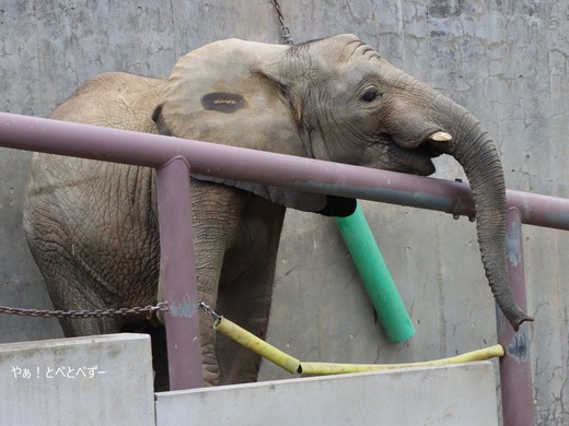 とべ動物園アフリカゾウ：砥愛ちゃん（メス、9歳）