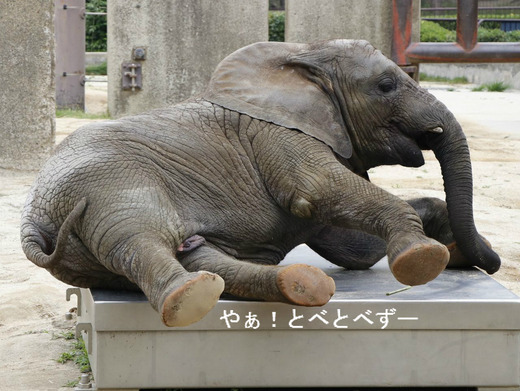 ゴロ～ンするアフリカゾウの子象の砥愛ちゃん