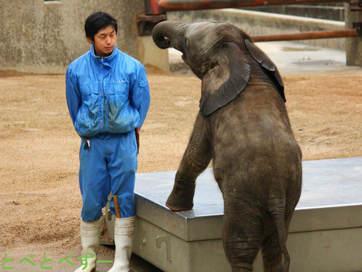 2013年に生まれたゾウの赤ちゃんと飼育員さん：とべ動物園