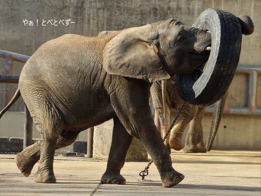 とべ動物園アフリカゾウ：砥愛ちゃん（メス、８歳）