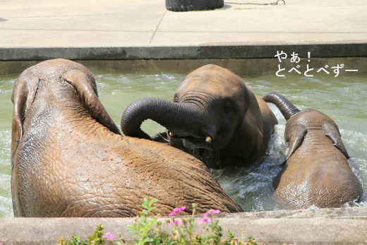 とべ動物園アフリカゾウの親子：リカ、媛、砥愛