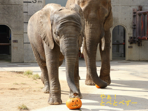 とべ動物園アフリカゾウのブログ:やぁ!とべとべずー