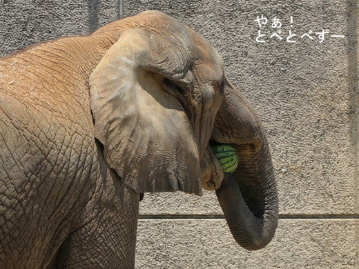 スイカ大好きアフリカゾウ：媛ちゃん