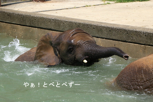 とべ動物園アフリカゾウ：砥愛ちゃん（メス、５歳）