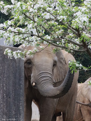 とべ動物園アフリカゾウ：媛ちゃん（メス、１９歳９