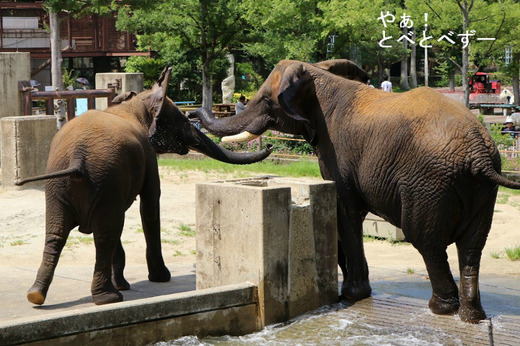とべ動物園アフリカゾウのブログ：やぁ！とべとべずー