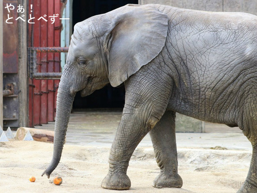 とべ動物園アフリカゾウの