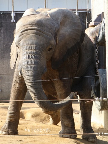 とべ動物園アフリカゾウ：アフ、リカ、媛、砥夢、砥愛