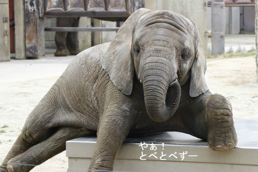 体重計の乗る砥愛ちゃん