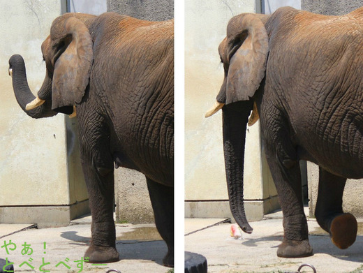 とべ動物園アフリカゾウ
