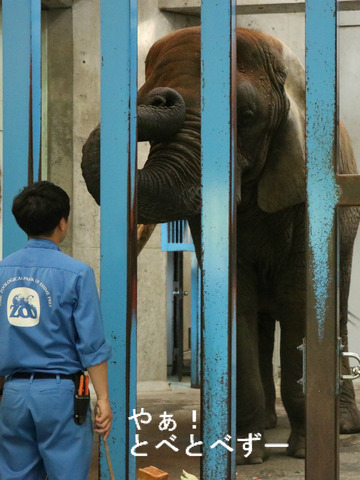 アフリカゾウの写真満載のブログ:やぁ!とべとべずー