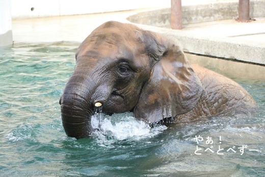 とべ動物園アフリカゾウ:媛ちゃん(メス、11歳)