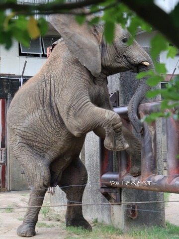 とべ動物園ブログ：やぁ！とべとべずー