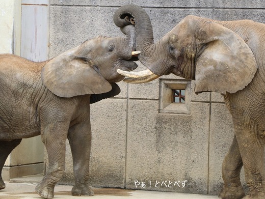 アフリカゾウ、アジアゾウ大好きブログ：やぁ！とべとべずー