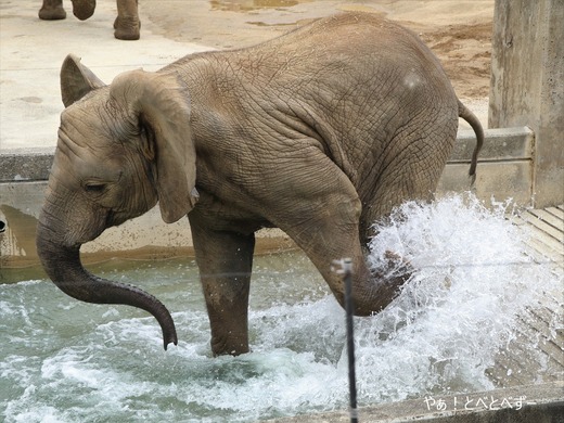 プールで遊ぶアフリカゾウの子象の砥愛ちゃん:愛媛県立とべ動物園