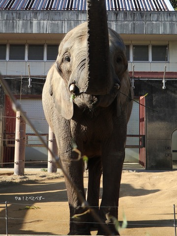 とべ家の長女・媛ちゃん@愛媛県立とべ動物園
