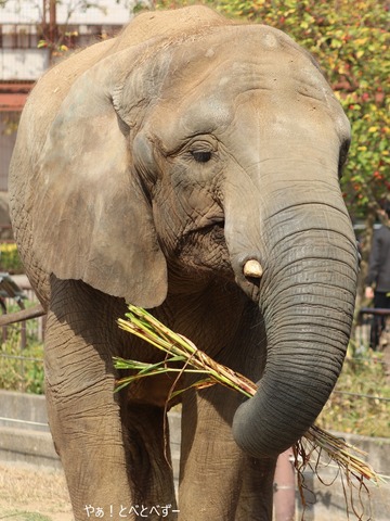 日本で初めて人工哺育で育った媛ちゃん:愛媛とべ動物園
