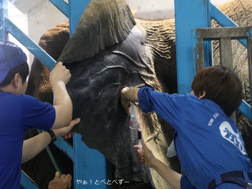 アフリカゾウの採血の様子@愛媛県立とべ動物園