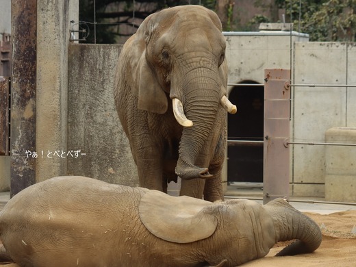 とべ動物園アフリカゾウ：リカ母さん（メス、推定３６歳）