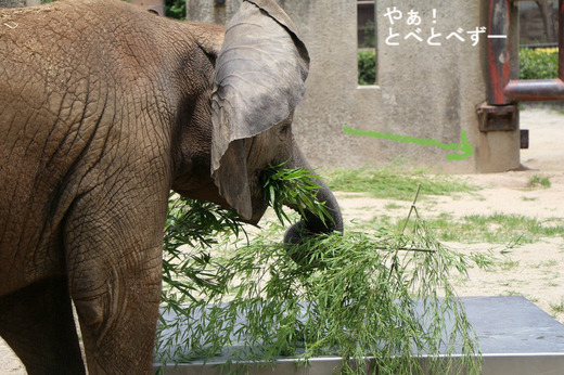 とべ動物園アフリカゾウ:砥愛ちゃん(メス、7歳)