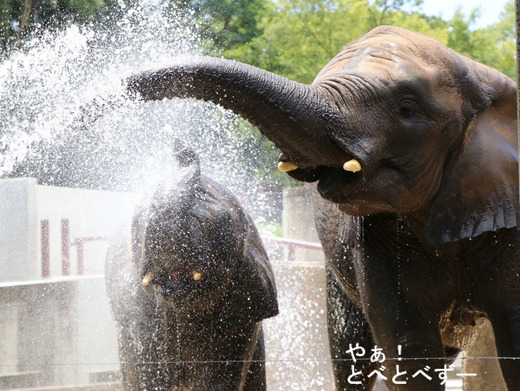 水浴びをするアフリカゾウの子象の砥愛ちゃん(メス、4歳)