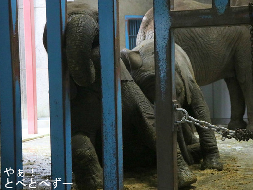 とべ動物園ブログ：砥愛、ピース、柑太郎、砥々丸