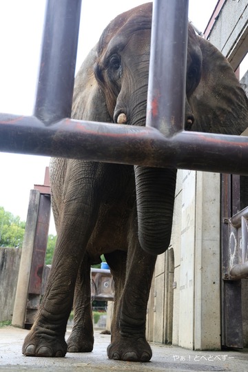 とべ動物園ブログ：やぁ！とべとべずー