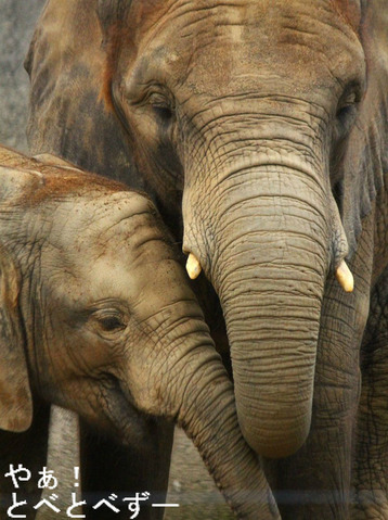 アフリカゾウの写真満載のブログ:やぁ!とべとべずー