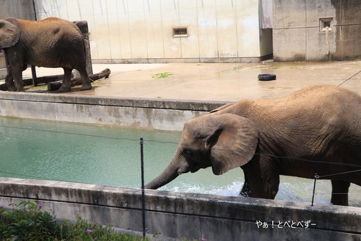 とべ動物園アフリカゾウ：アフ、リカ、媛、砥夢、砥愛