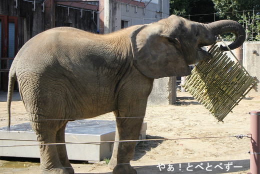 とべ動物園アフリカゾウ:砥愛ちゃん(メス、7歳)