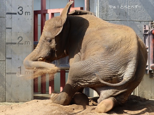 とべ動物園ブログ:やぁ!とべとべずー