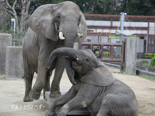 とべ動物園ブログ：やぁ！とべとべずー