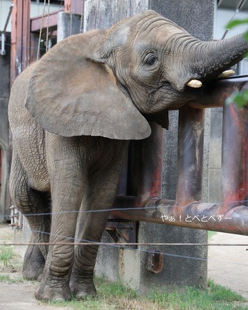 とべ動物園アフリカゾウのブログ：やぁ！とべとべずー