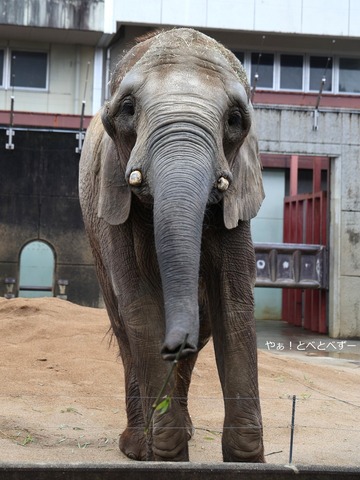 とべ動物園ブログ：やぁ！とべとべずー