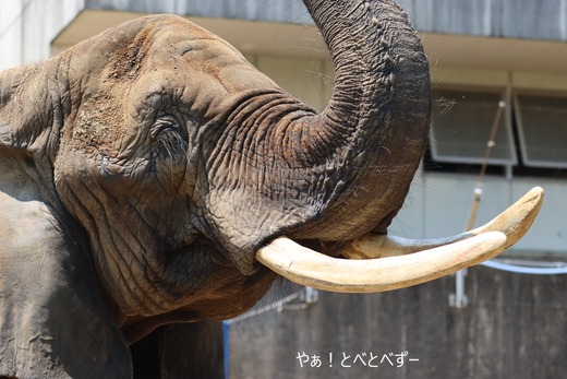 とべ動物園アフリカゾウ：リカ（メス、推定４０歳）