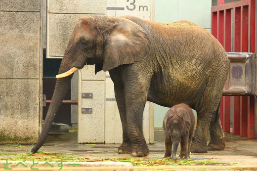 とべ動物園アフリカゾウのブログ：リカ（お母さんゾウ）