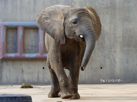 とべ動物園アフリカゾウのブログ：やぁ！とべとべずー