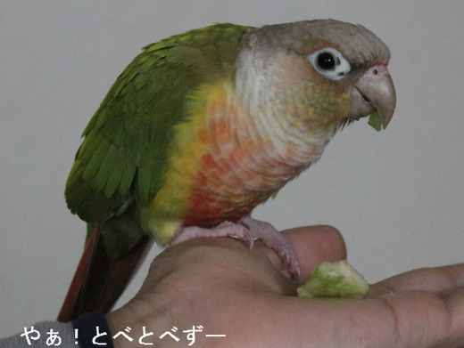 アフリカゾウのブログ:やぁ!とべとべずー