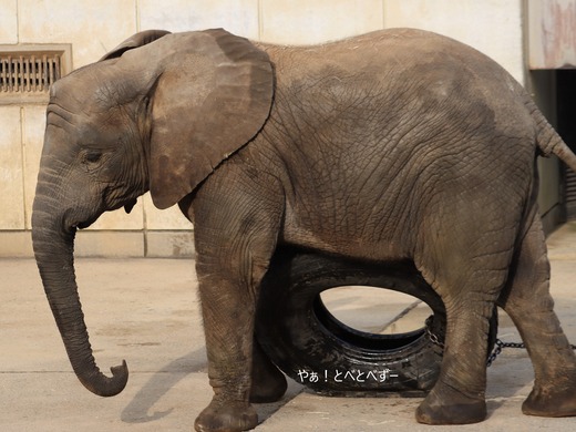 アフリカゾウ、アジアゾウ大好きブログ：やぁ！とべとべずー