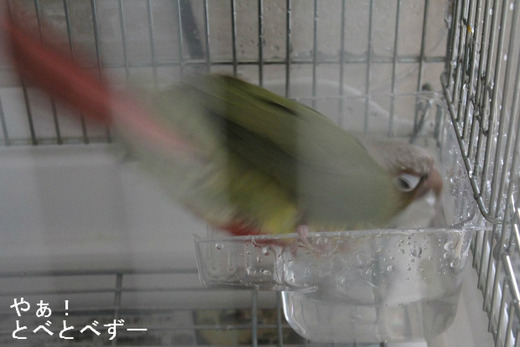 ホオミドリアカオウロコインコのブログ：やぁ！とべとべずー